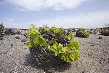 Private Wine Tour and Tasting in Fira and Megalochori