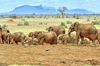 A majestic parade: a herd of elephants on the move