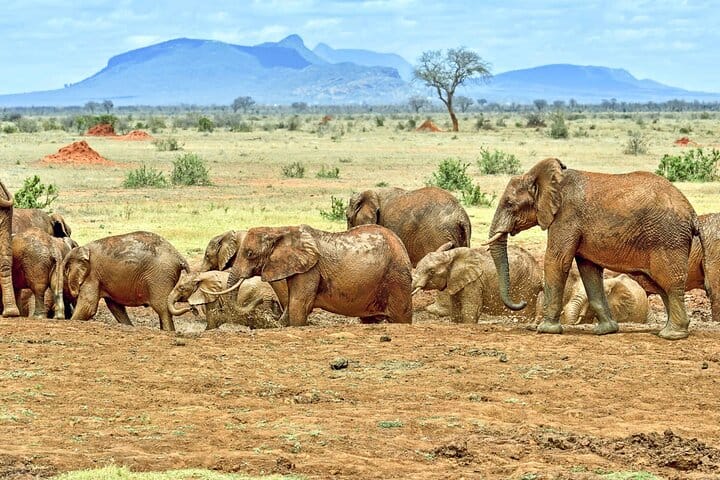 A majestic parade: a herd of elephants on the move