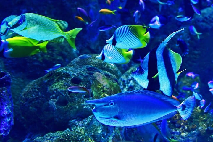 Dubai Aquarium and Underwater Zoo Admission Ticket with Options 7