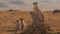 9 Days Kenya Untamed Luxury Safari 1