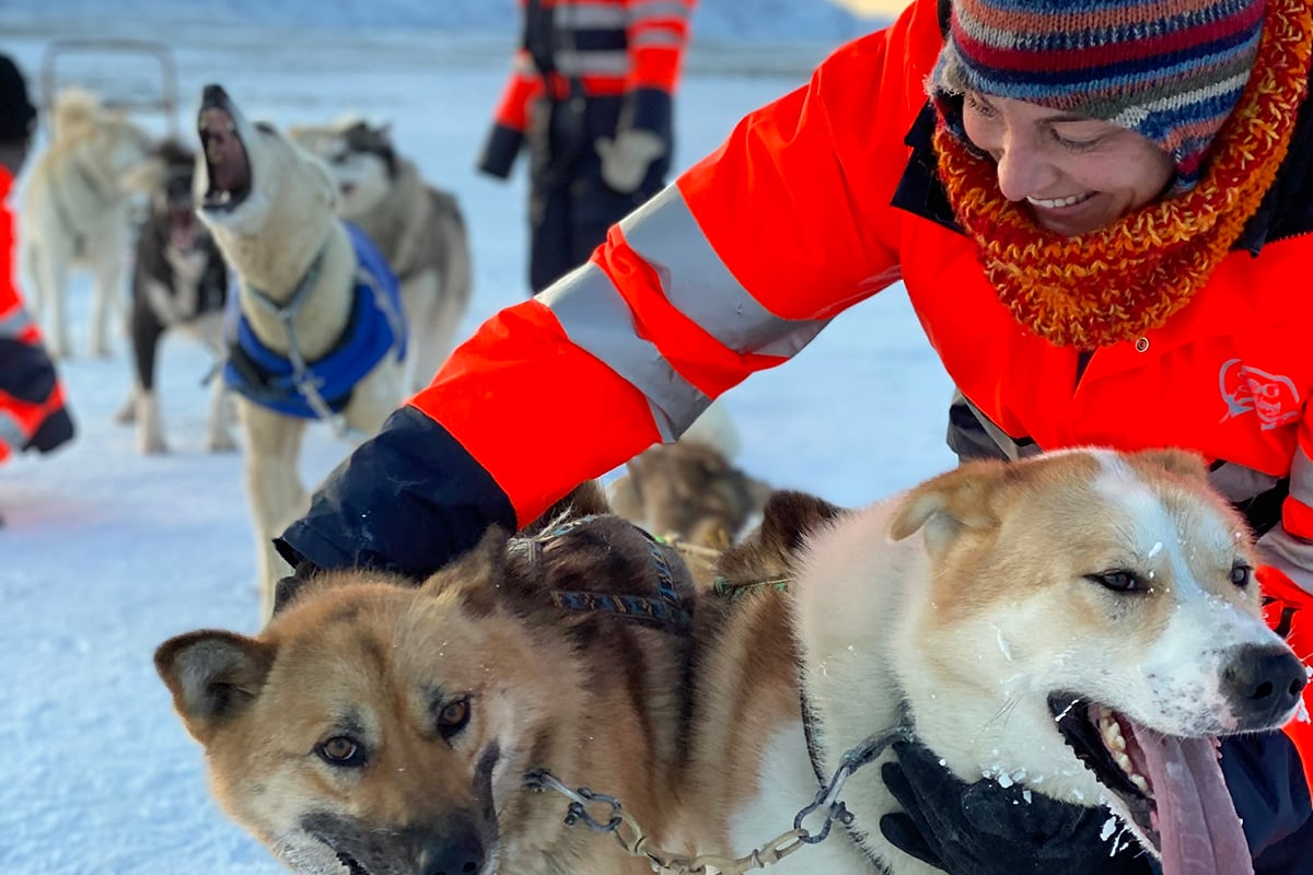 Dog Sledding, Iceland