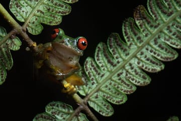 Night Hike in Monteverde Rain Forest, Puntarenas, Costa Rica