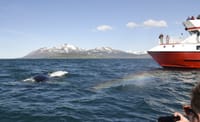 Akureyri Classic Whale Watching 6