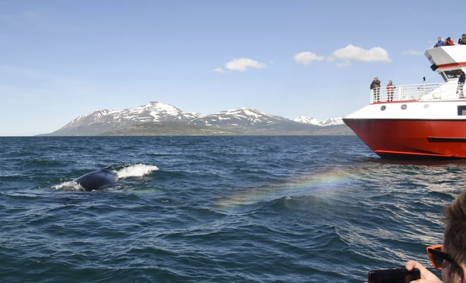 Akureyri Classic Whale Watching 6