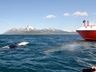 Akureyri Classic Whale Watching, photo 7