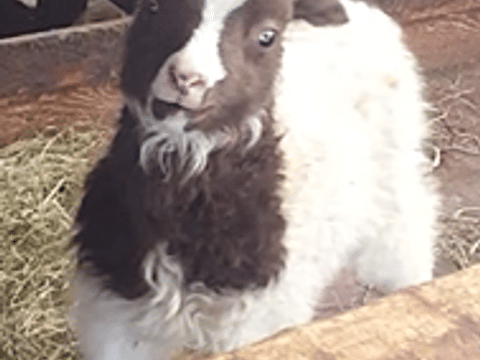 Our woolly friends