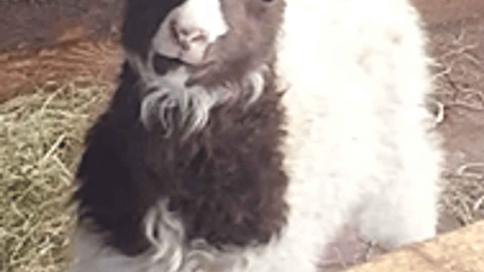 Icelandic farm visits: sheep, horses and lambs
