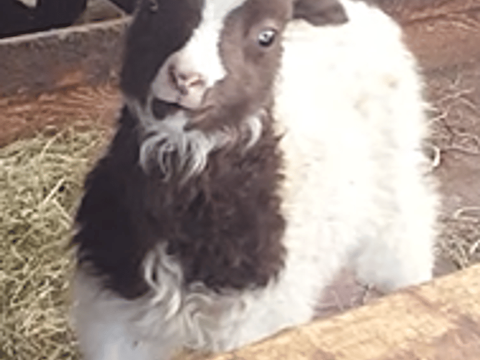 Our woolly friends — Safarihestar slf