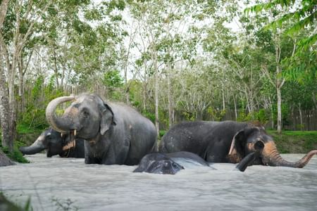 Phuket: Jumbo Elephant Program
