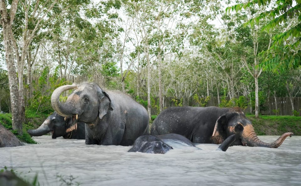 Jumbo Elephant Experience at Elephant Jungle Sanctuary, Phuket