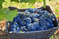 3 Hour Wine and Raki with Olive Oil Tasting in Heraklion  6