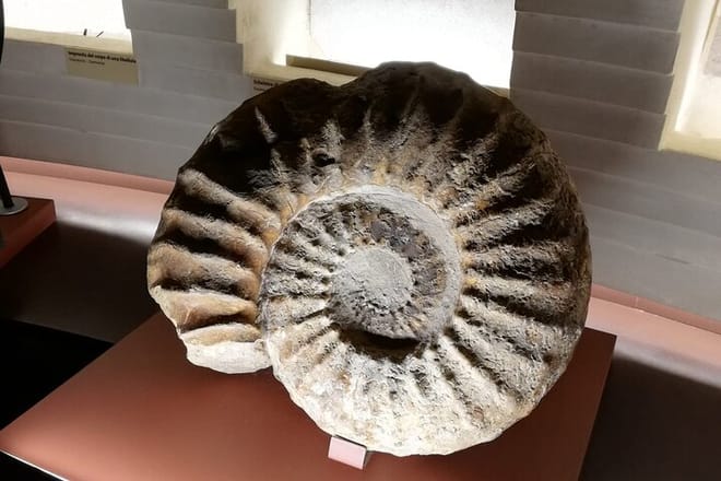 Venice Natural History Museum: Private Tour 9