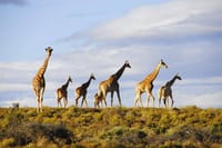  Big5 Wildlife Game Reserve Safari with wine tasting Transport 7