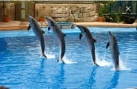 Dolphin Show & Swimming in Sharm EL Sheikh 10