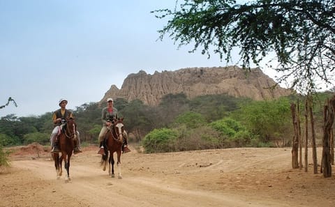 Pomac Forest Sanctuary and Sican Museum Tour in Chiclayo