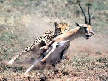 10-Day Kenya & Tanzania 4WD Safari Adventure