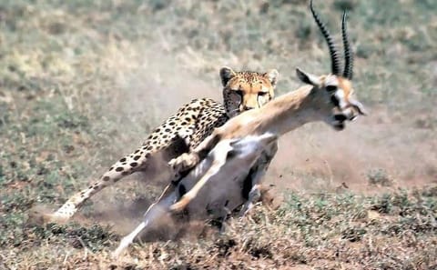 10-Day Kenya & Tanzania 4WD Safari Adventure