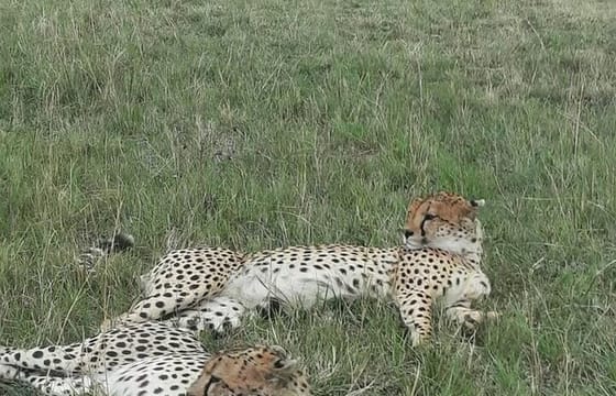 3 Days and 2 Nights Masai Mara Group Joining Budget Safari