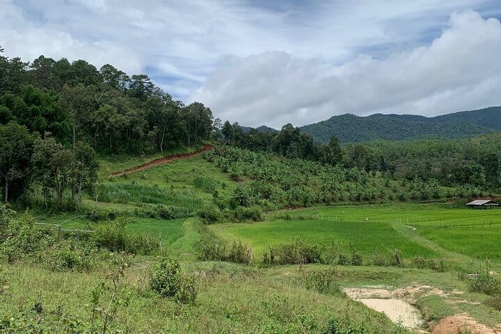 Care Pride Elephants: Full-Day Tour Experience