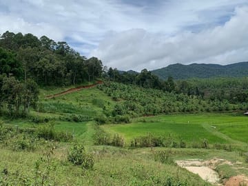 Elephant Conservation Full-Day Tour in Chiang Mai