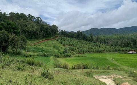 Elephant Conservation Full-Day Tour in Chiang Mai