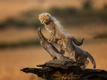 6 Days Luxury Kenya Safari