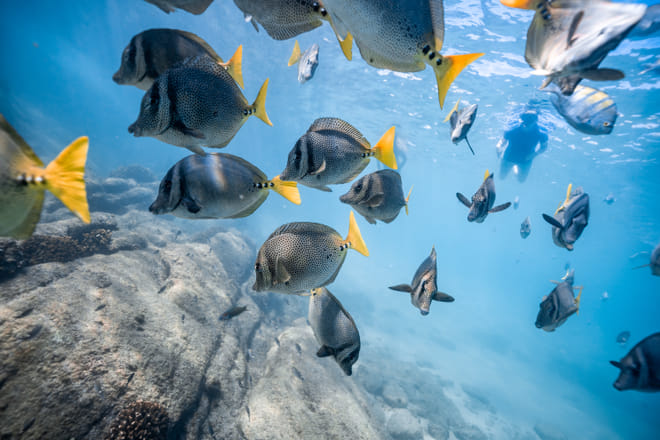 Snorkeling Los Cabos tropical fish reef clear water Santa Maria Chileno bays