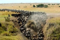 Wildebeest Migration