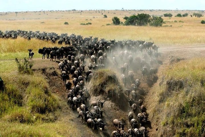 Wildebeest Migration