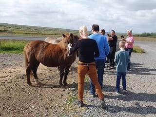 Horse stroking
