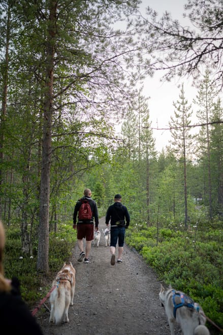 Midnight Sun Husky hiking, Husky Park, Siberian Husky, Rovaniemi Lapland