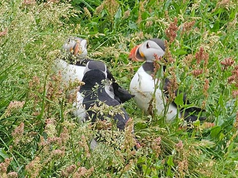 Eyjascooter Puffin Tour in Iceland, photo 5