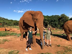 Elephant Sanctuary Tour from Johannesburg