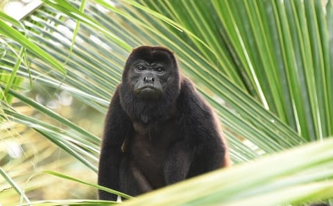 Guided Nature Tour of the Animal Rescue Center in San José