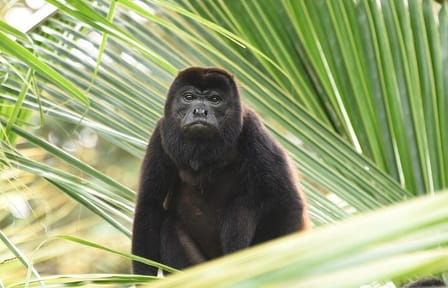 Guided Nature Tour of the Animal Rescue Center in San José