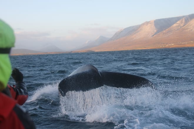 Akureyri Express Whales in the Midnight Sun 8