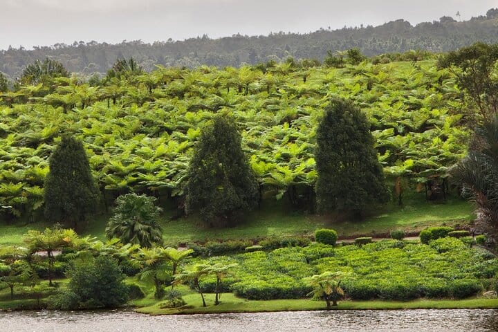 Bois Cheri Tea Factory