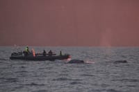 Akureyri Express Whales in the Midnight Sun 4