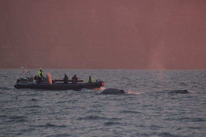 Akureyri Express Whales in the Midnight Sun 4