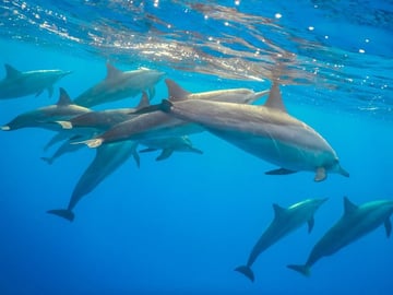 Mnemba Island Dolphin Watching and Snorkeling Tour in Zanzibar