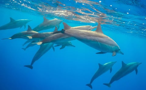 Mnemba Island Dolphin Watching and Snorkeling Tour in Zanzibar