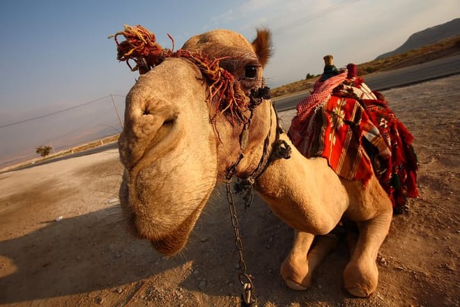 Camel