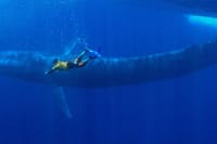 Snorkeling with Whales in Mirissa 1