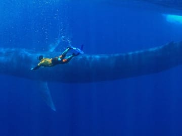 Snorkeling Adventure with Whales in Mirissa, Sri Lanka