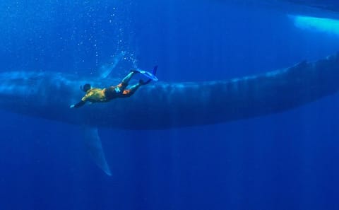 Snorkeling Adventure with Whales in Mirissa, Sri Lanka