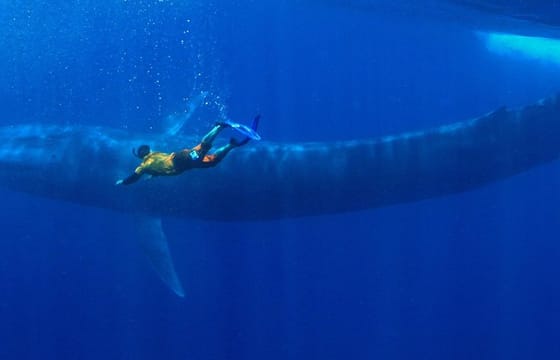 Snorkeling with Whales in Mirissa
