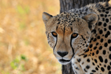 4-Day Safari Adventure in Anantya Serengeti, Tanzania