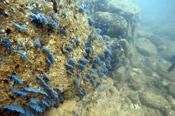 Scuba Diving Adventure in Mirissa, Sri Lanka