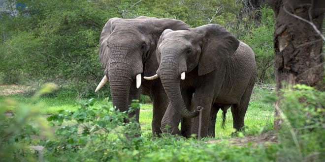 12Days Best of Kenya and Tanzania Wildlife Safari 5